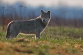 Wilk szary - Grey wolf - Canis lupus